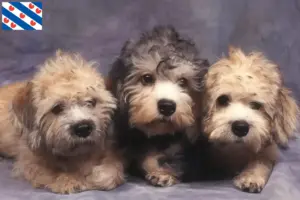 Lees meer over het artikel Dandie Dinmont Terrier fokkers en pups in Friesland