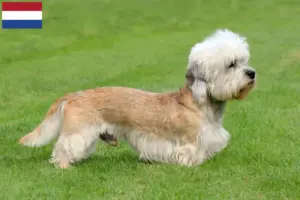 Lees meer over het artikel Dandie Dinmont Terrier fokkers en pups in Nederland