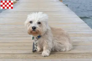 Lees meer over het artikel Dandie Dinmont Terrier fokkers en pups in Noord-Brabant