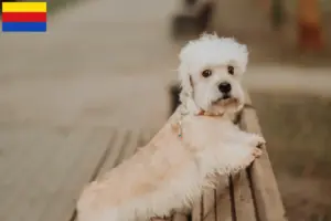 Lees meer over het artikel Dandie Dinmont Terrier fokkers en pups in Noord-Holland