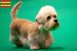 Lees meer over het artikel Dandie Dinmont Terrier fokkers en pups in Overijssel