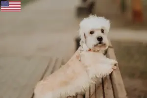 Lees meer over het artikel Dandie Dinmont Terrier fokkers en pups in de VS