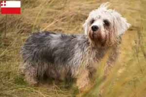 Lees meer over het artikel Dandie Dinmont Terrier fokkers en pups in Utrecht