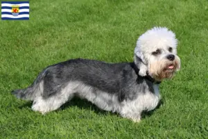 Lees meer over het artikel Dandie Dinmont Terrier fokkers en pups in Zeeland