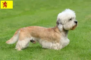 Lees meer over het artikel Dandie Dinmont Terrier fokkers en pups in Zuid-Holland