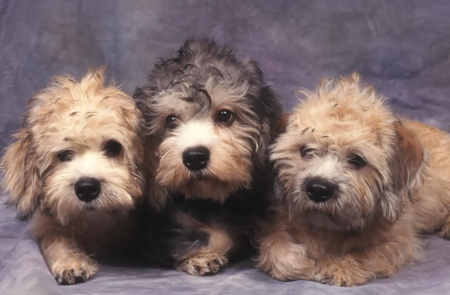 Een Dandie Dinmont Terrier puppy kopen betekent verantwoordelijkheid nemen! Dandie Dinmont Terrier puppy kopen.