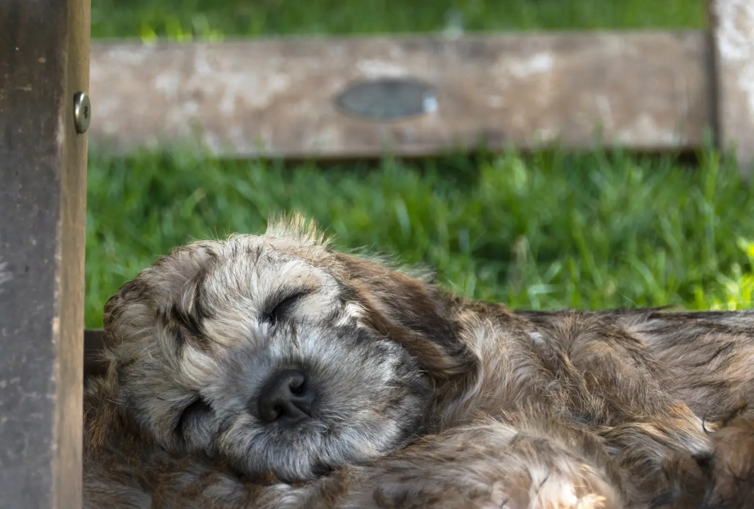 Een Dandie Dinmont Terrier puppy kopen betekent verantwoordelijkheid nemen! Dandie Dinmont Terrier puppy kopen.