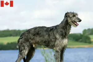 Lees meer over het artikel Deerhound fokkers en pups in Canada