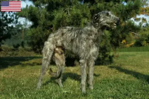 Lees meer over het artikel Deerhound fokkers en puppies in de VS