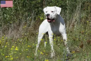Lees meer over het artikel Dogo Argentino fokkers en puppy’s in de VS