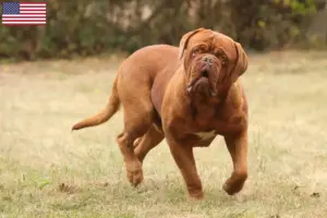 Lees meer over het artikel Dogue de Bordeaux fokkers en pups in de Verenigde Staten