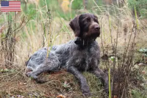 Lees meer over het artikel Duitse Draadhaar fokkers en puppies in de VS