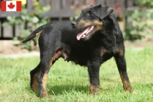 Lees meer over het artikel Duitse Jachtterriër Fokker en Puppies in Canada