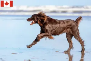Lees meer over het artikel Duitse Langhaar fokkers en puppies in Canada