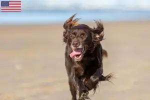 Lees meer over het artikel Duitse Langhaar fokkers en puppies in de VS