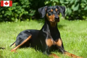 Lees meer over het artikel Duitse Pinscher fokkers en pups in Canada