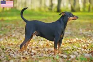 Lees meer over het artikel Duitse Pinscher fokkers en puppy’s in de VS