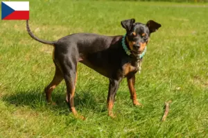 Lees meer over het artikel Dwergpinscher fokkers en pups in Tsjechië