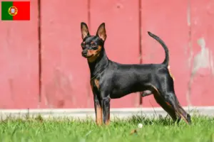 Lees meer over het artikel Dwergpinscher fokkers en pups in Portugal