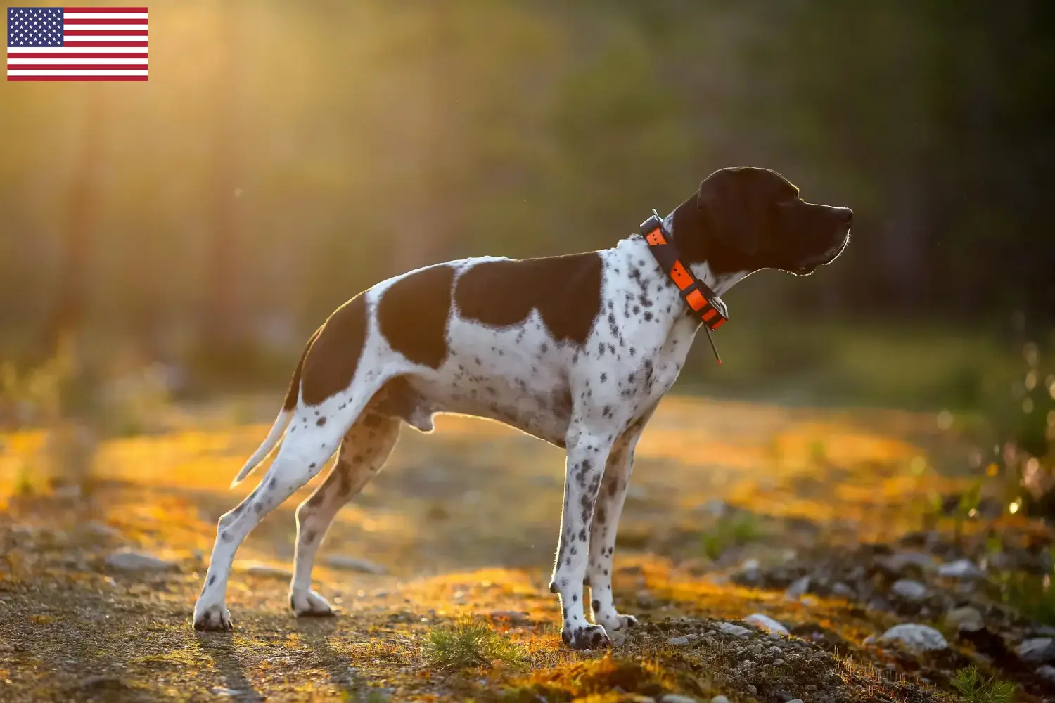 Engelse Pointer puppy's en fokkers USA Vind hier Engelse Pointers fokkers in de VS.