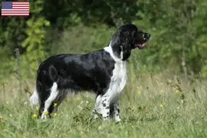 Lees meer over het artikel Engelse Springer Spaniël fokkers en pups in de VS