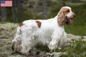 Lees meer over het artikel Engelse Cocker Spaniel fokkers en puppy’s in de VS
