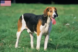 Lees meer over het artikel Engelse Foxhound fokkers en puppy’s in de VS