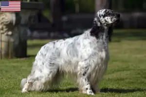 Lees meer over het artikel Engelse Setter fokkers en puppy’s in de VS