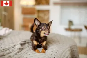 Lees meer over het artikel Engelse Speelgoedterriër Fokkers en Puppies in Canada