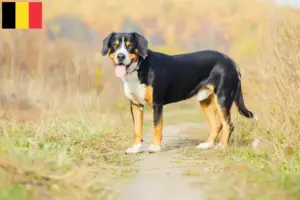 Lees meer over het artikel Entlebuch Sennenhondenfokker en Puppies in België