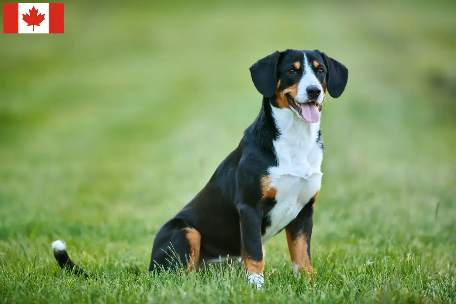 Entlebuch Berghond Puppies en Fokker Canada Zoek Entlebucher Sennenhondenfokkers in Canada.