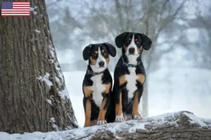 Lees meer over het artikel Entlebuch Sennenhondenfokkers en Puppies in de Verenigde Staten