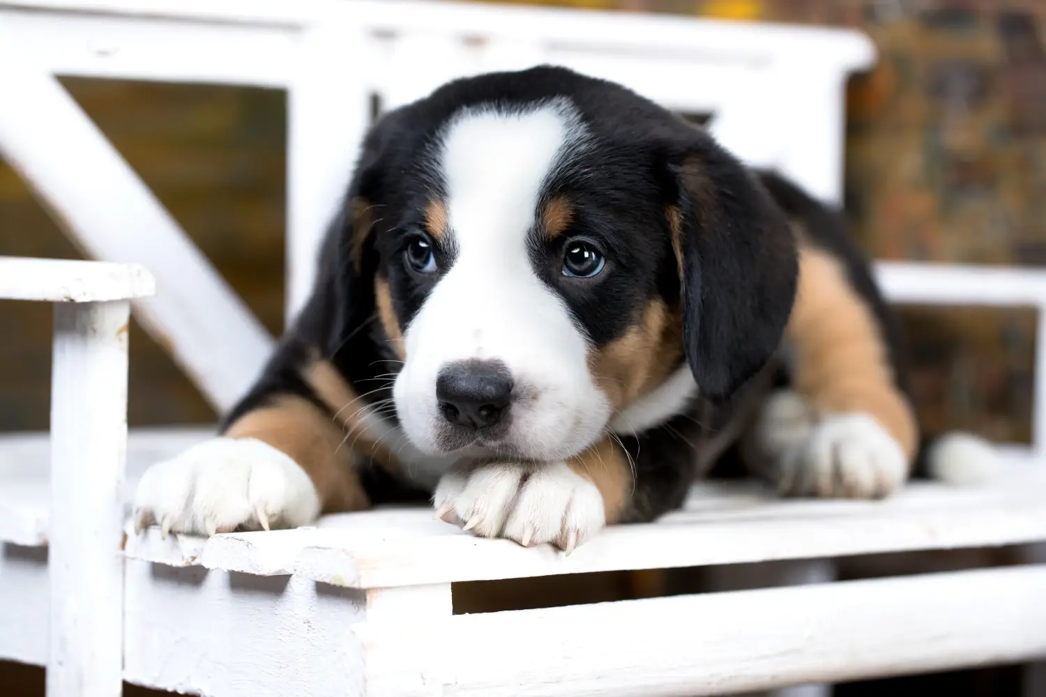 Een Entlebuch Berghond puppy kopen betekent verantwoordelijkheid nemen! Entlebuch Berghond puppy's kopen.