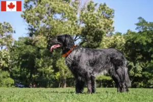 Lees meer over het artikel Epagneul Bleu de Picardie fokkers en pups in Canada