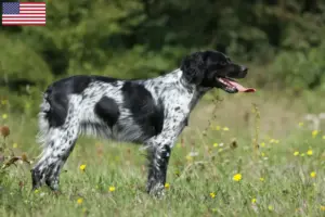 Lees meer over het artikel Epagneul Breton fokkers en pups in de VS