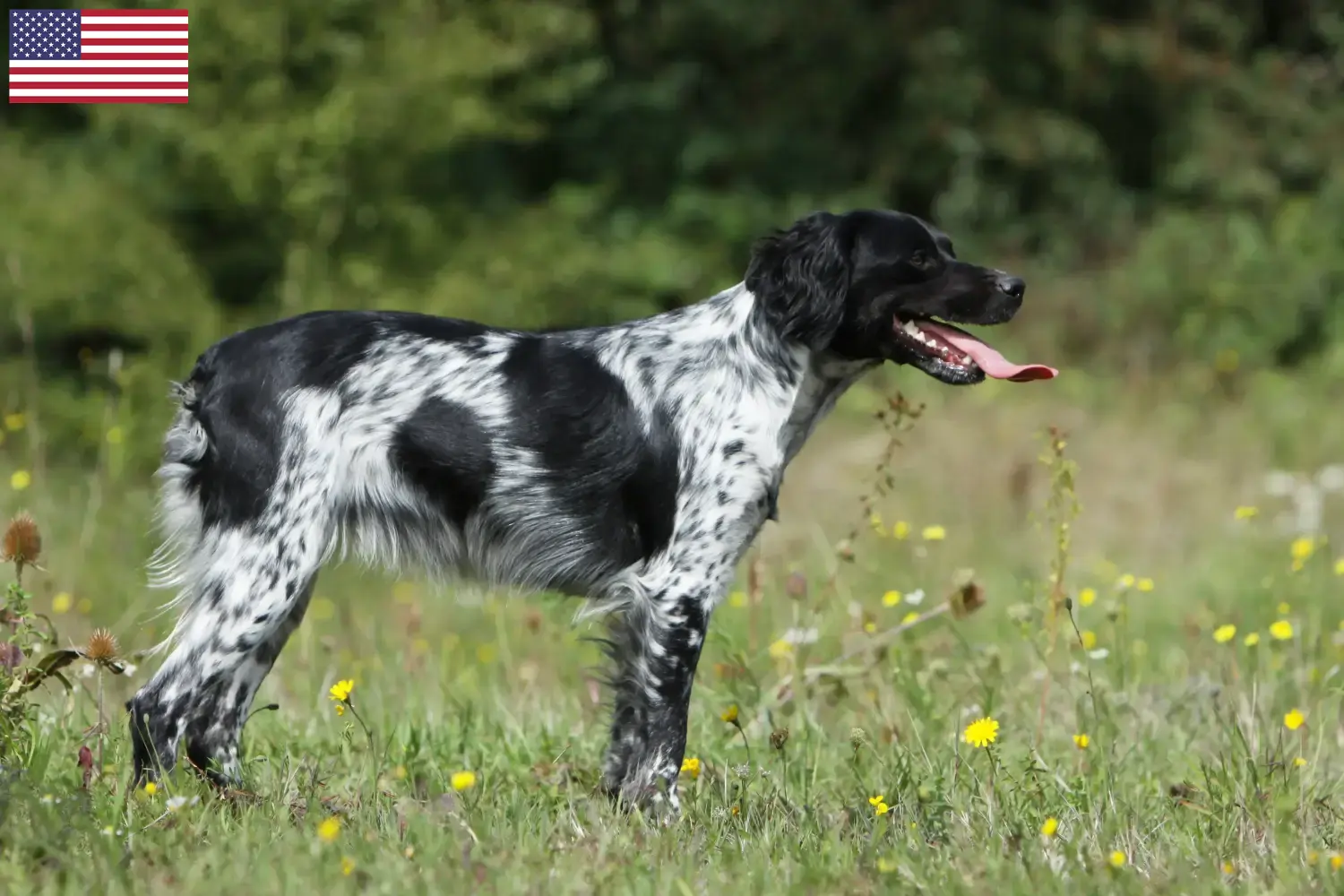 Lees meer over het artikel Epagneul Breton fokkers en pups in de VS