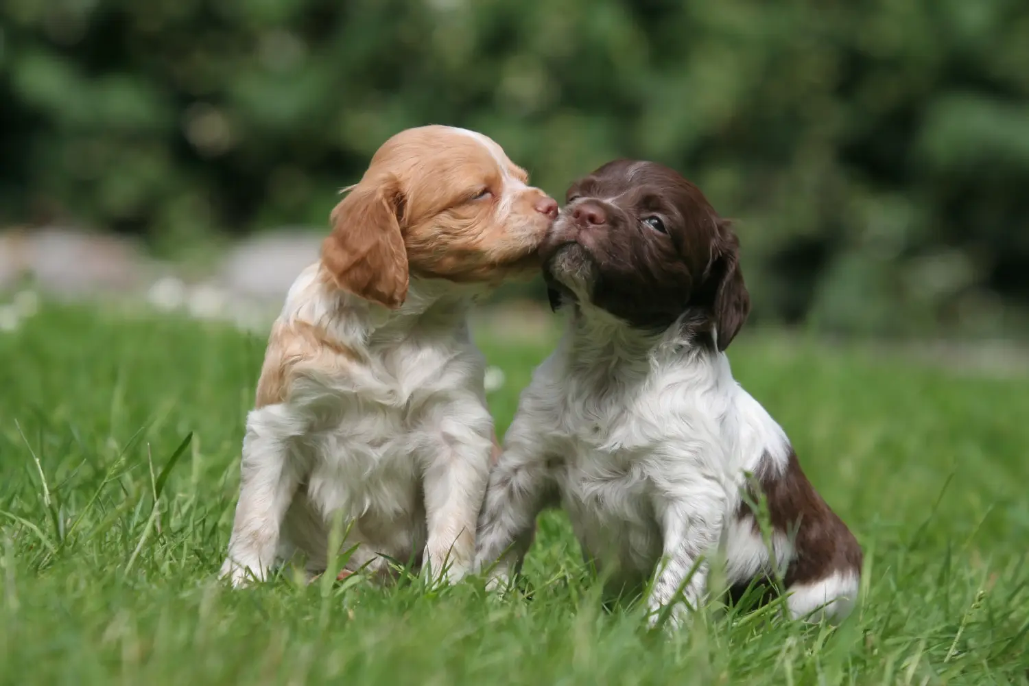 Een Epagneul Breton puppy kopen betekent verantwoordelijkheid nemen! Epagneul Bretonse puppy kopen.