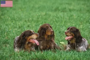 Lees meer over het artikel Épagneul Picard fokkers en pups in de VS