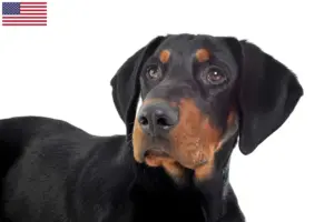 Lees meer over het artikel Erdélyi Kopó fokkers en pups in de VS