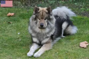 Lees meer over het artikel Eurasier fokkers en pups in de VS