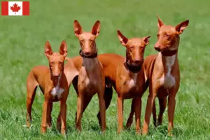 Lees meer over het artikel Fokkers en puppies van Faraohonden in Canada