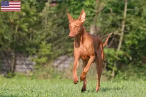 Lees meer over het artikel Fokkers en puppies van Faraohonden in de Verenigde Staten