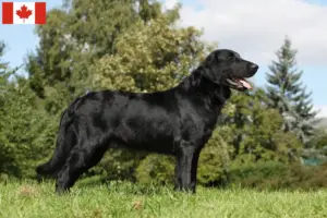 Lees meer over het artikel Flat Coated Retriever fokkers en pups in Canada