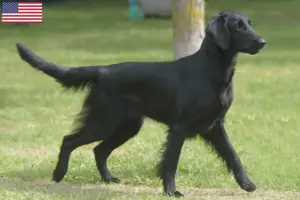 Lees meer over het artikel Flat Coated Retriever fokkers en puppy’s in de VS