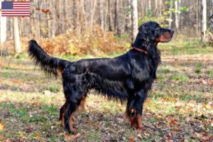 Lees meer over het artikel Gordon Setter fokkers en puppy’s in de VS