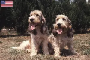Lees meer over het artikel Grand Basset Griffon Vendéen fokkers en pups in de VS
