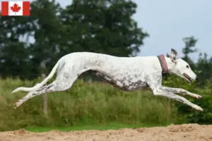Lees meer over het artikel Greyhound fokkers en puppies in Canada