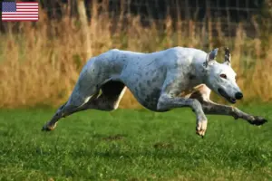 Lees meer over het artikel Greyhound fokkers en puppies in de VS