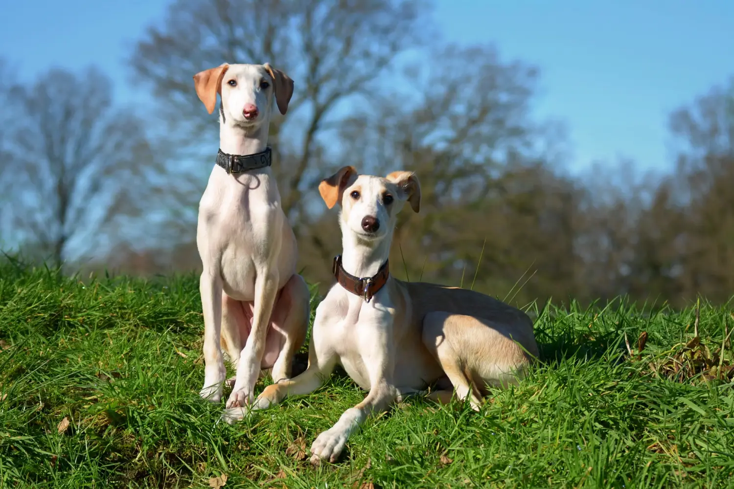 Een windhond puppy kopen betekent verantwoordelijkheid nemen! Windhond puppy's kopen.