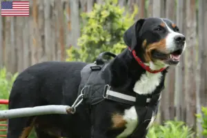 Lees meer over het artikel Grote Zwitserse Sennenhondenfokker en Puppies in de Verenigde Staten